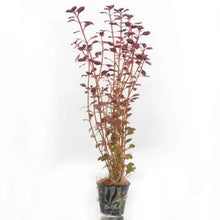 Ludwigia Sp. Super Red