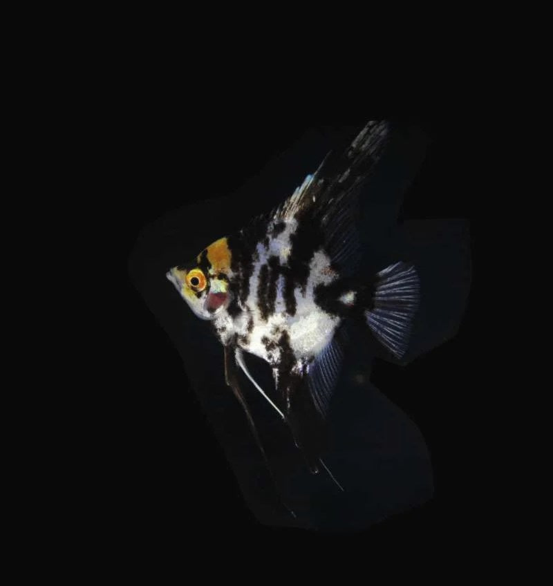 Marble Angelfish