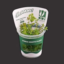 Rotala Macrandra Green