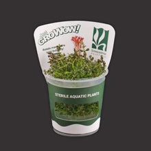 Rotala Macrandra Mini Butterfly For Modern Homes