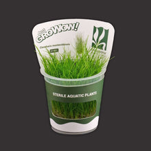 Eleocharis Montevidensis