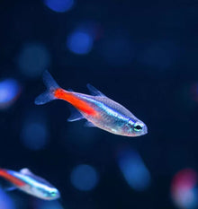 Neon Tetra
