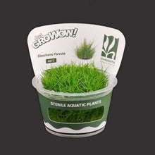Eleocharis Parvula For Modern Homes