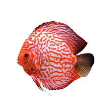 Discus Red Panda