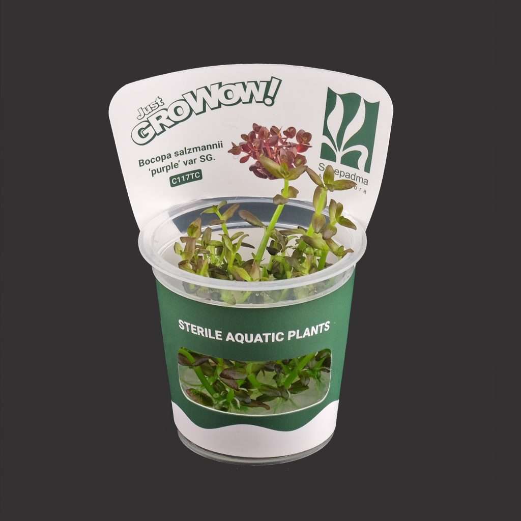 Bacopa Salzmannii Purple Var Sg.