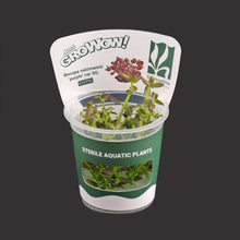 Bacopa Salzmannii Purple Var Sg.