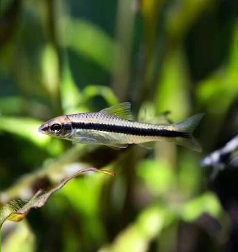 Siamese Algae Eater