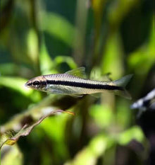 Siamese Algae Eater
