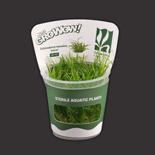Echinodorus Tennelus Micro For Modern Homes