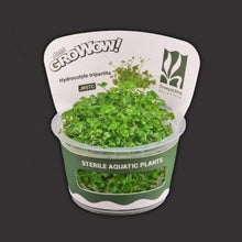 Hydrocotyle Tripartita
