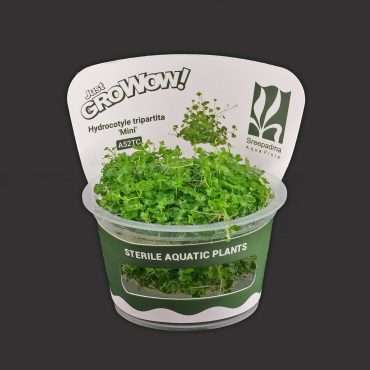 Hydrocotyle Tripartita Mini For Modern Homes