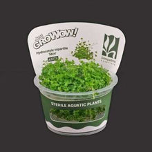 Hydrocotyle Tripartita Mini For Modern Homes