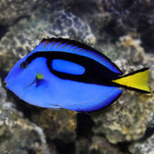 Regal Tang