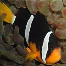 Sebae Clownfish For Modern Homes
