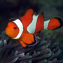 Ocellaris Clownfish For Modern Homes