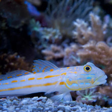 Diamond Goby