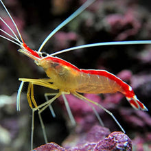 Cleaner Shrimp