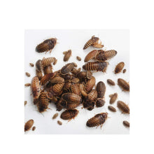 Dubia Roaches 10Pcs. Pack