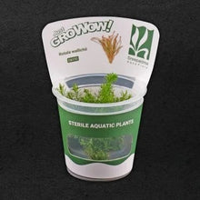 Rotala Wallichii For Modern Homes