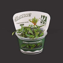 Cryptocoryne Wendtii