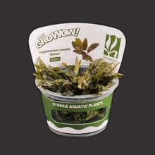 Cryptocoryne Wendtii Brown For Modern Homes