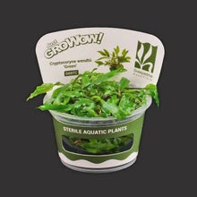 Cryptocoryne Wendtii 8216 Green 8217