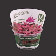 Cryptocoryne Wendtii Pink