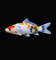 Koi Carp