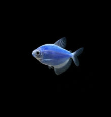 German Tetra Blue