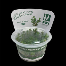 Rotala Sp. Bonsai