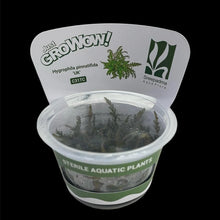 Hygrophila Pinnatifida