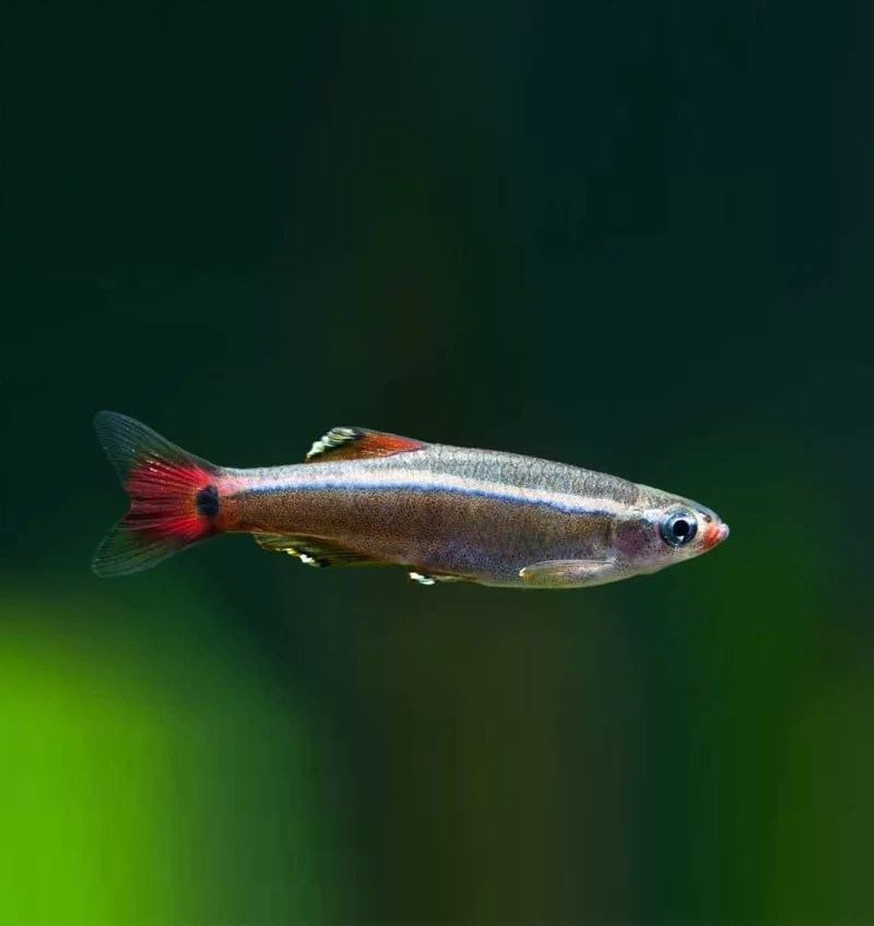White Cloud Mountain Minnow