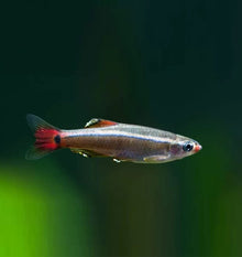 White Cloud Mountain Minnow