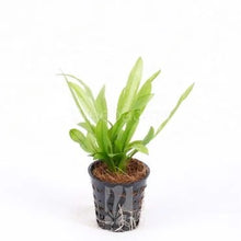 Echinodorus Bleherae Amazonicus For Modern Homes