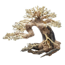 Bonsai Driftwood Tree