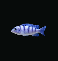 African Malawi Cichild