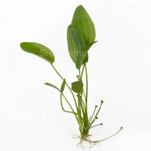 Echinodorus Rose