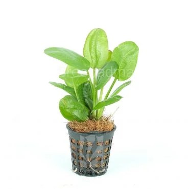 Echinodorus 8216 Fancy Curl 8217