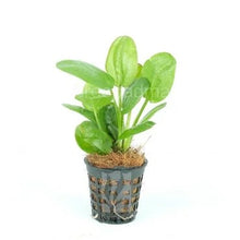 Echinodorus 8216 Fancy Curl 8217