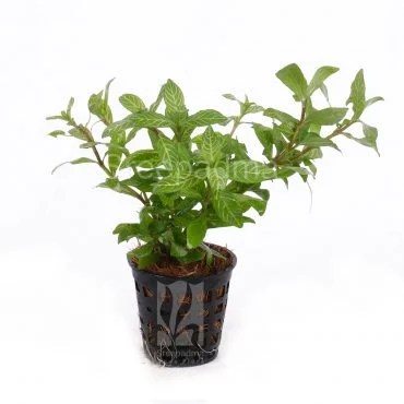 Hygrophila Polysperma Rosanervig For Modern Homes