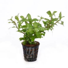 Hygrophila Polysperma Rosanervig For Modern Homes