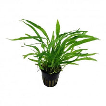 Microsorum Narrow