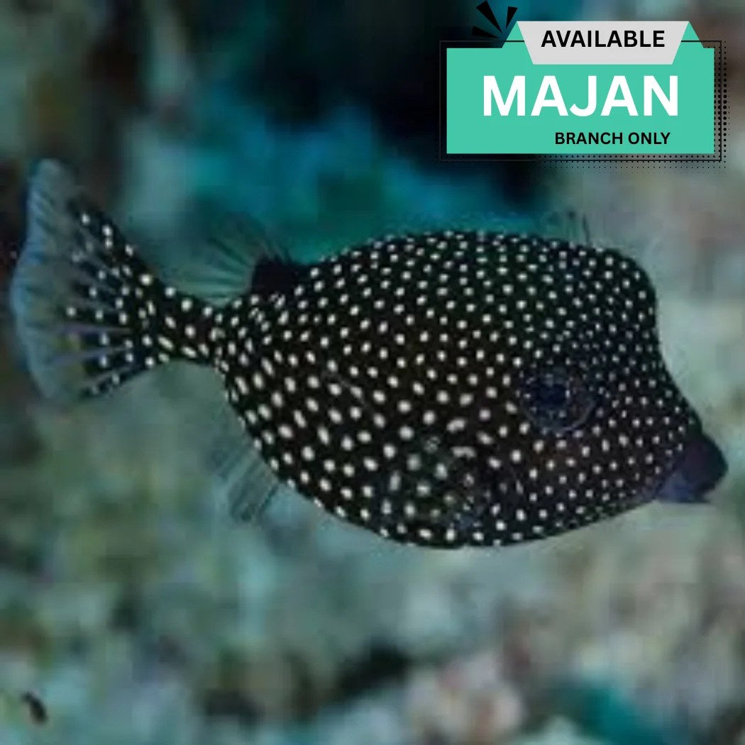 Black Rare Boxfish Species Exotic