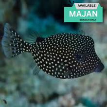 Black Rare Boxfish Species Exotic