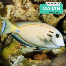 Lieutenant Surgeon Fish
