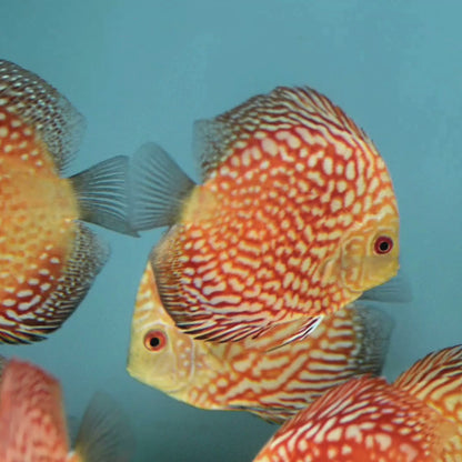Discus Red Panda