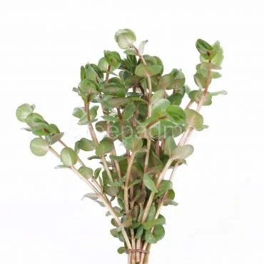 Rotala Macrandra Narrow Leaf