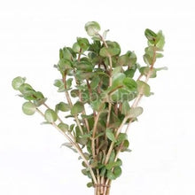 Rotala Macrandra Narrow Leaf