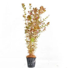 Rotala Macrandra Mini Butterfly
