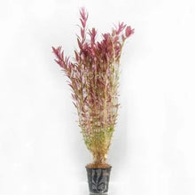 Rotala Rotundifolia Orange